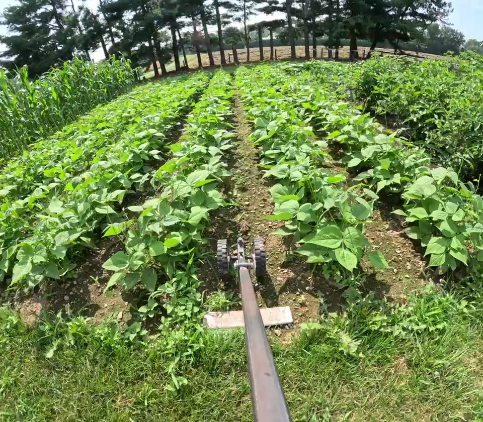 Control Weeds